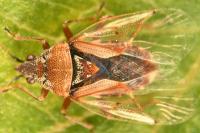 Kleidocerys resedae