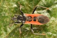Peirates hybridus