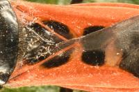 Peirates hybridus