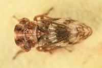 Ulopa reticulata