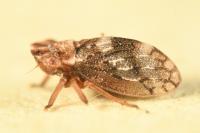 Ulopa reticulata