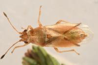 Cymus claviculus