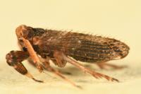 Asiraca clavicornis