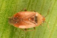 Agnocoris