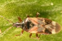Anthocoris nemoralis