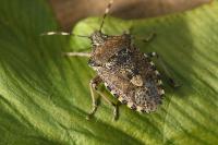 Rhaphigaster nebulosa