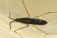 Gerris thoracicus