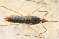 Gerris thoracicus