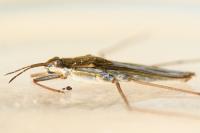 Gerris thoracicus