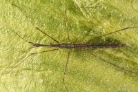 Hydrometra stagnorum