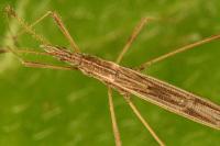 Berytinus hirticornis