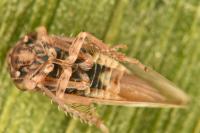 Dryodurgades reticulatus