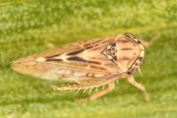 Dryodurgades reticulatus