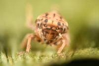 Dryodurgades reticulatus