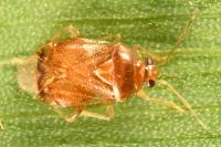 Deraeocoris lutescens