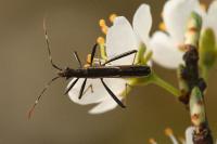 Micrelytra fossularum