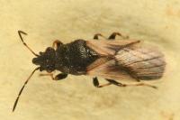 Metopoplax ditomoides