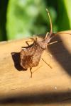Syromastus rhombeus