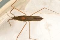 Gerris thoracicus