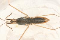 Gerris thoracicus