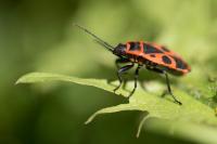Pyrrhocoris apterus