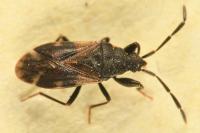 Taphropeltus contractus