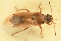 Cymus melanocephalus