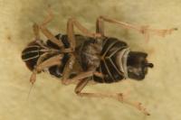 Hyledelphax elegantulus