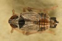 Hyledelphax elegantulus