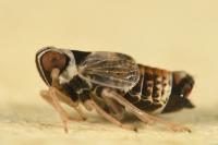 Hyledelphax elegantulus