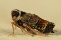 Hyledelphax elegantulus