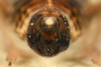 Hyledelphax elegantulus