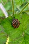 Graphosoma italicum