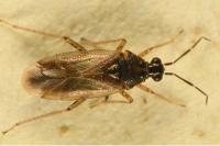 Dicyphus globulifer