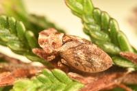 Ulopa reticulata