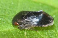 Penthimia nigra