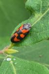 Cercopis vulnerata