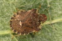 Dyroderes umbraculatus