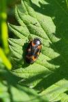 Cercopis intermedia