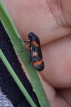 Cercopis intermedia