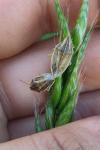 Aelia acuminata