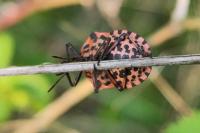 Graphosoma italicum