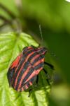 Graphosoma italicum