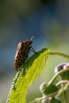 Graphosoma italicum