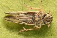 Eurybregma nigrolineata