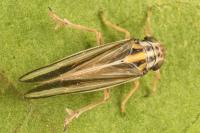 Eurybregma nigrolineata