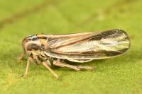 Eurybregma nigrolineata