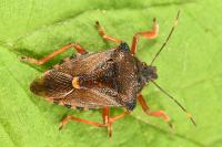 Pinthaeus sanguinipes