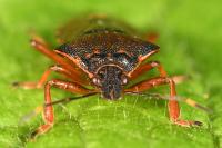 Pinthaeus sanguinipes