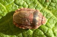 Eurygaster testudinaria